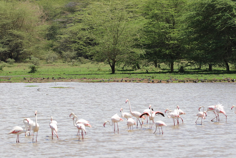 You are currently viewing Lake Manyara National Park