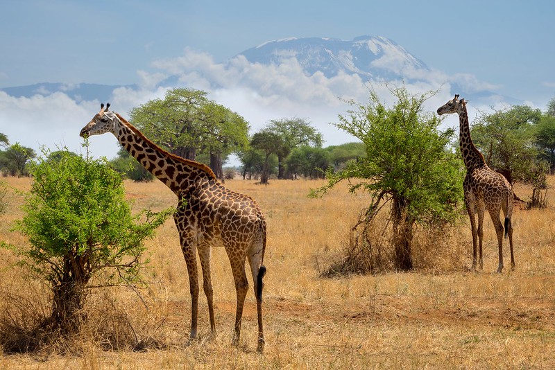 Read more about the article Arusha National Park