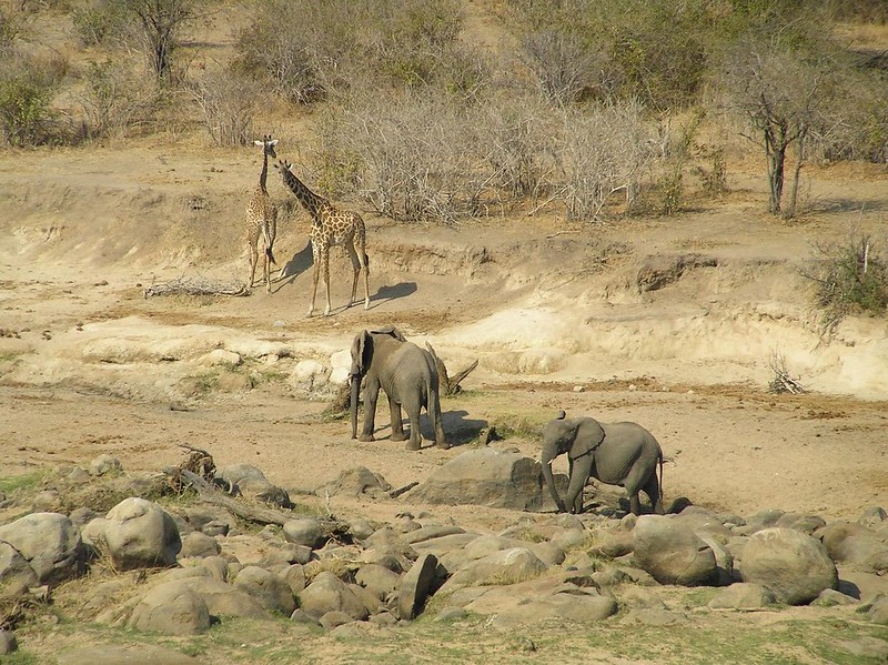 You are currently viewing Ruaha National Park