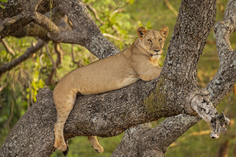 Read more about the article Tarangire National Park