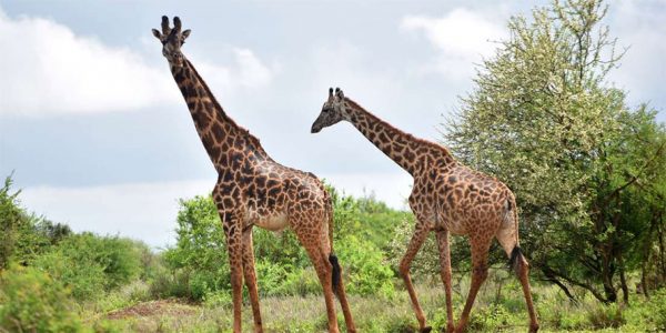 classic Safari Kenya and Tanzania
