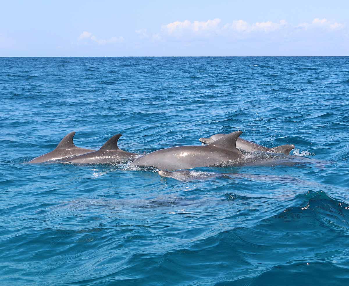 dolphins (2)